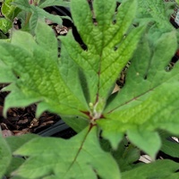 Triosteum pinnatifidum non-pinnate form